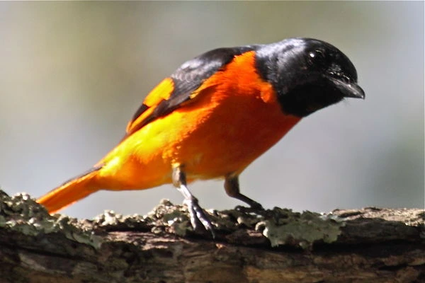 1.minivet-bird.jpg