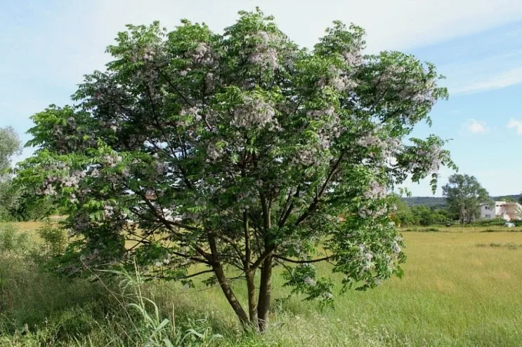 IMG_7453%EB%B0%9C%EC%B9%B8_%2815%29.jpg?type=w2