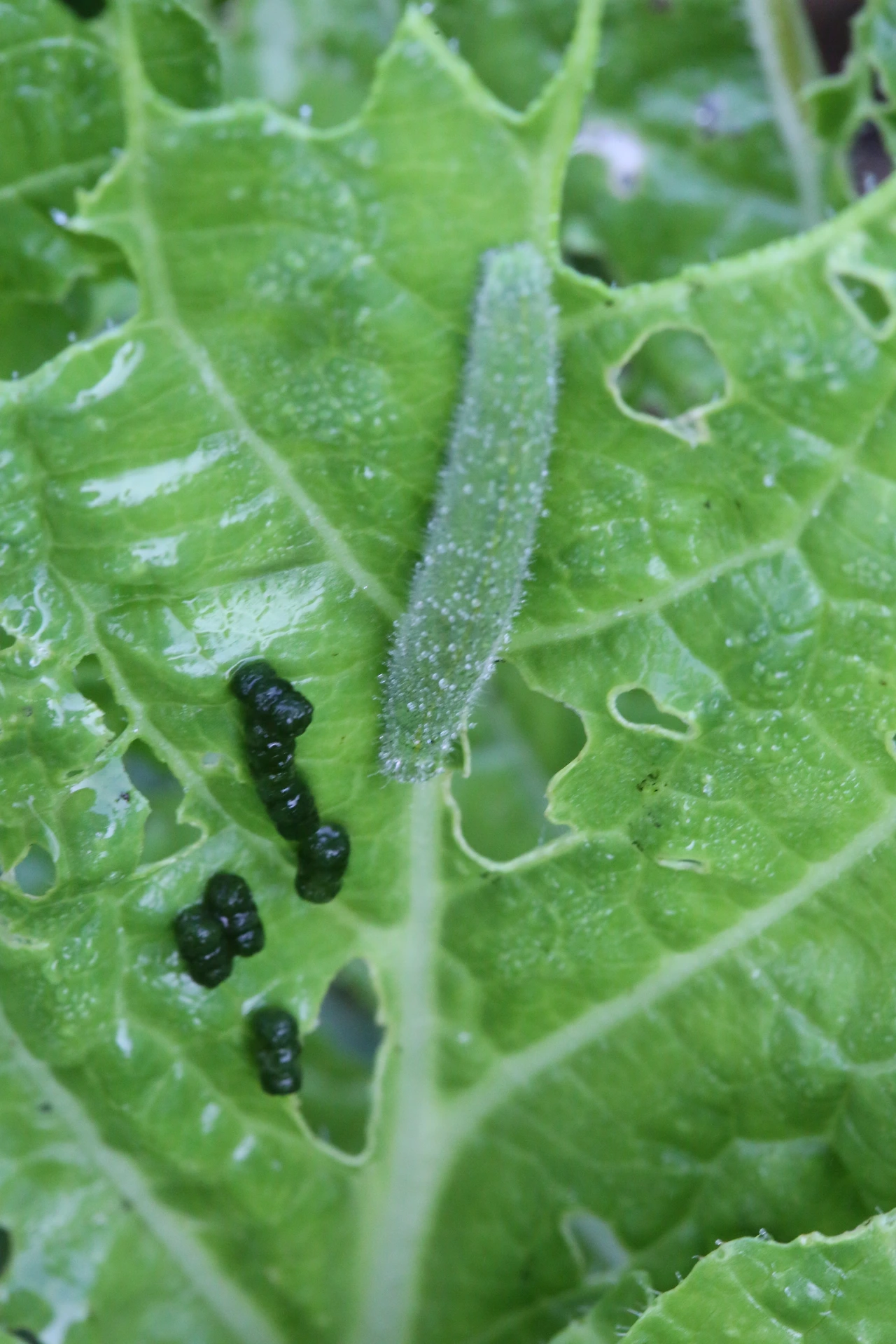 배추흰나비 애벌레.JPG