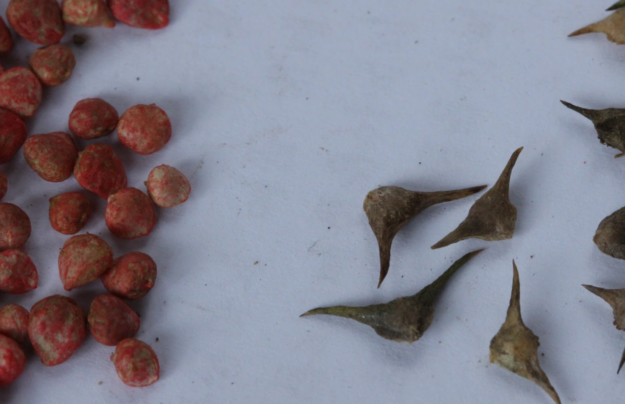 1 뿔시금치1 .JPG