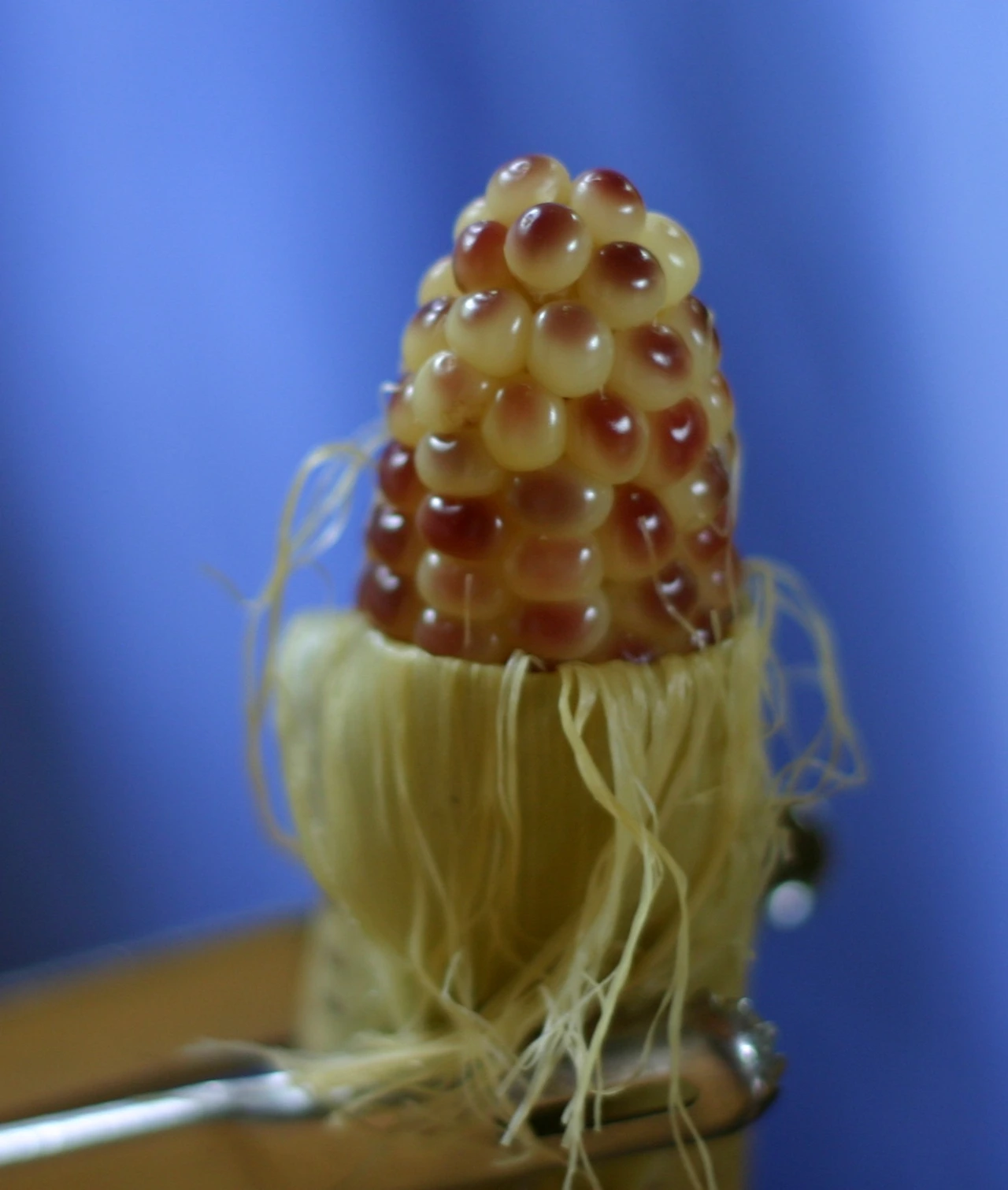 1 옥수수자루끝까지 알맹이가 맺히다 1.JPG