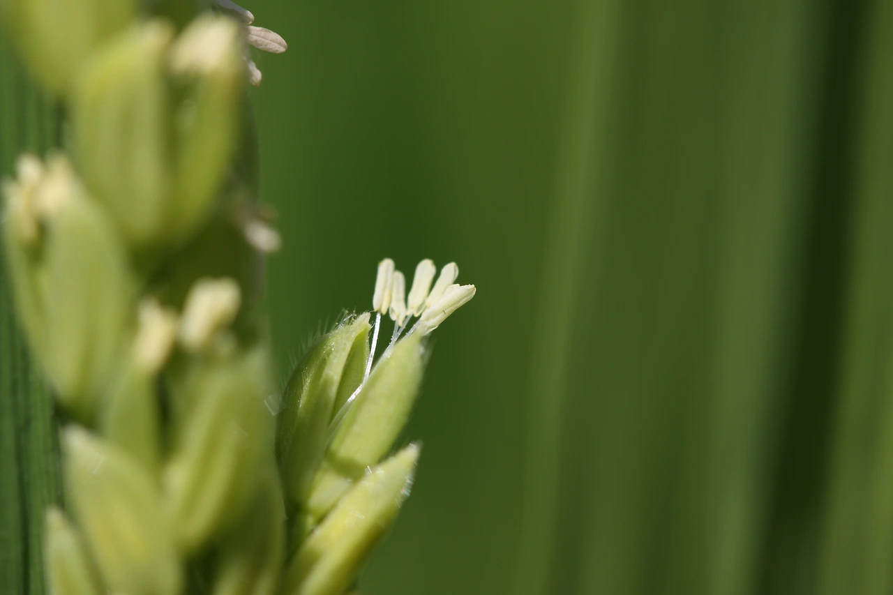 17 벼꽃 밥꽃 사랑 표지사진.JPG