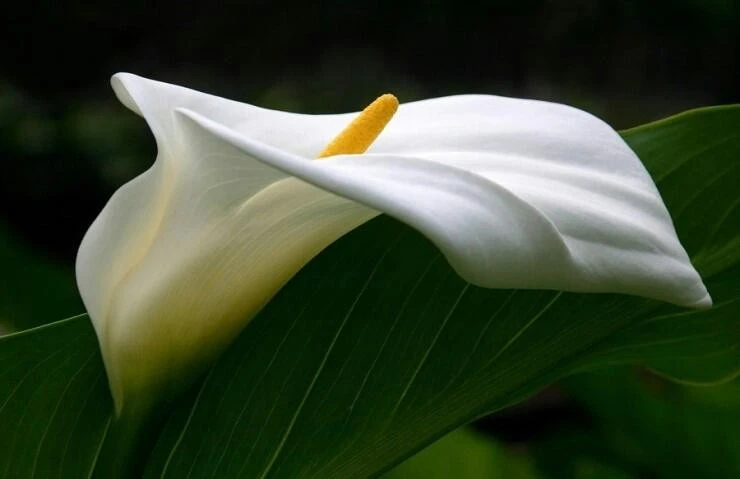 %EC%B9%B4%EB%9D%BC2_1%EA%B0%9C_%ED%9D%B0%EC%B9%B4%EB%9D%BC__20201119_103635801_06.jpg?type=w773