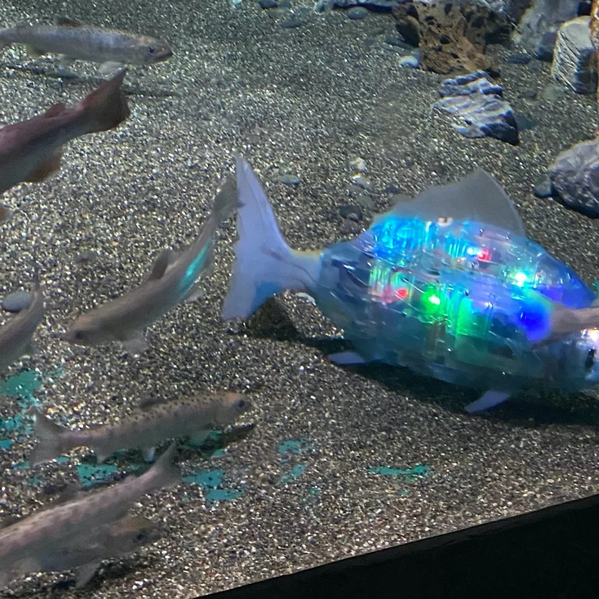 image_5486743651617181361608.jpg?type=w1200