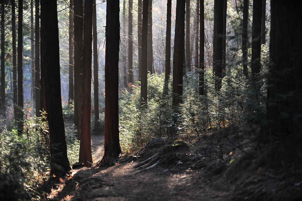 편백숲 우드랜드.JPG