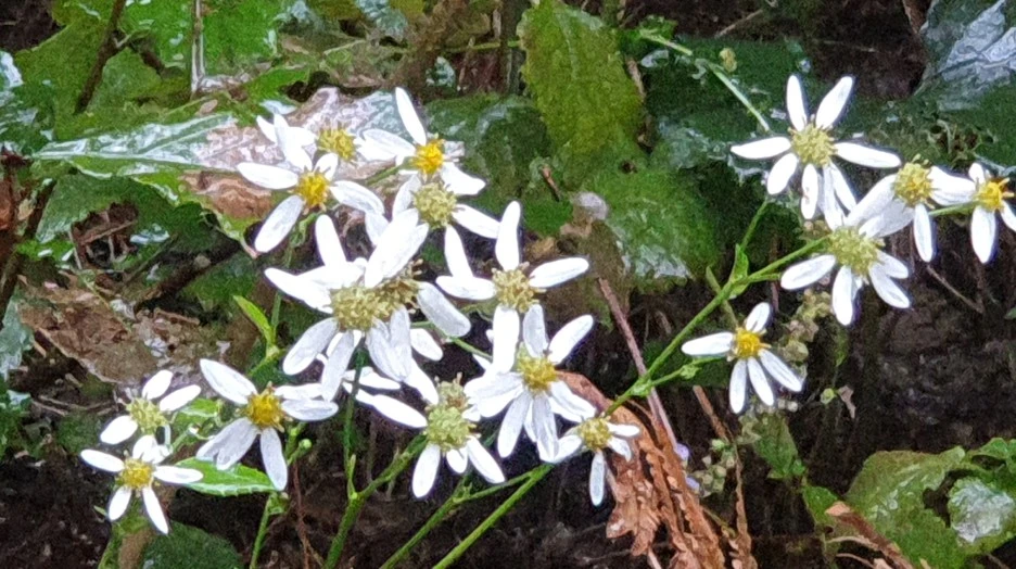 SE-e1506aec-196e-443f-a999-9142d524d0f8.jpg?type=w1