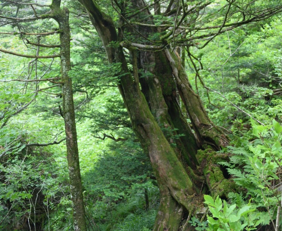 SE-47ceb4e7-f0ba-4f29-a87e-2b942abe9a40.jpg?type=w1