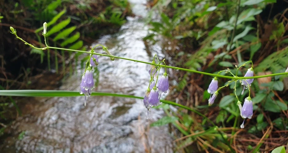 SE-dde328e4-13d4-431f-8bba-c70e2fb1344d.jpg?type=w1