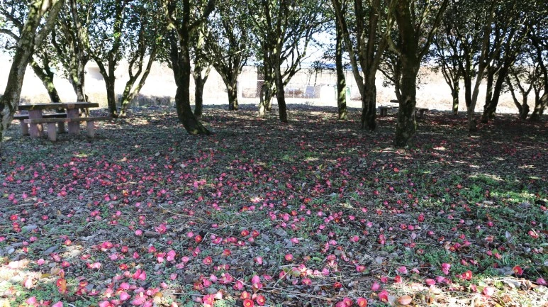 SE-c994a67d-be81-4760-9221-2a2603942b69.jpg?type=w773