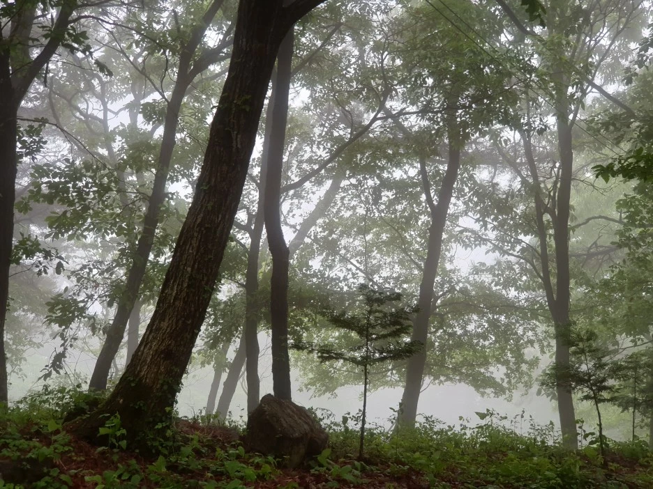 %EC%88%B2%EC%97%90_%EA%B7%B8%EB%A6%AC%EC%9B%80%EC%9D%84_%EB%AC%BB%EC%97%88%EB%8B%A4.jpg?type=w1