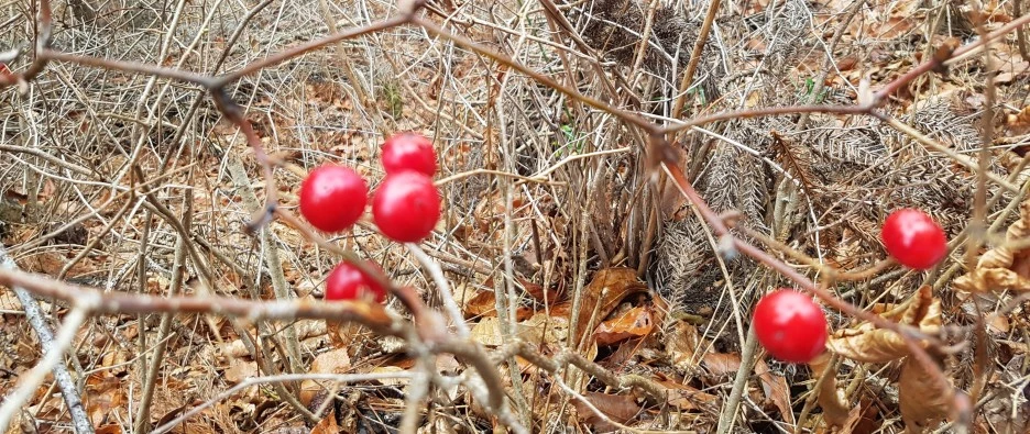 SE-f090c4f0-cee1-4c51-b81d-f801b3c322e7.jpg?type=w1