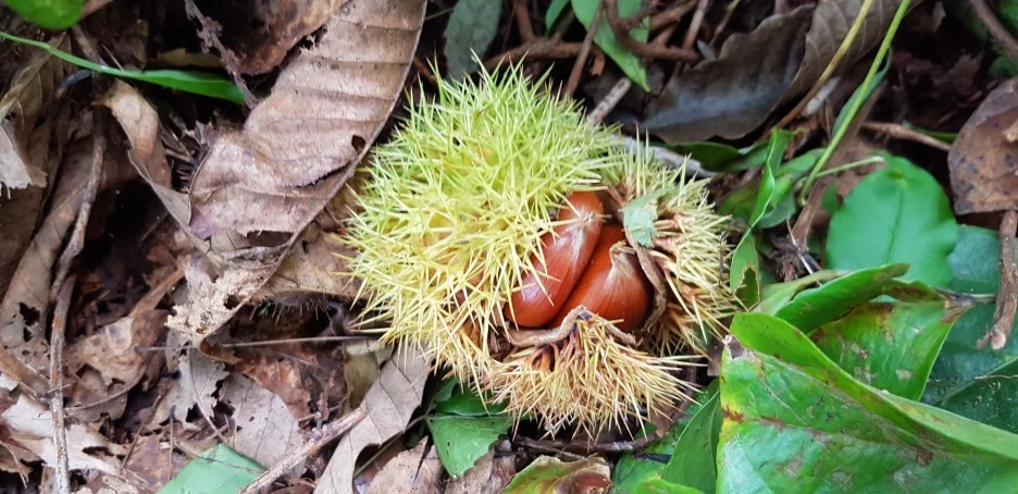 SE-bf0ca371-74bb-4a54-a450-2e16e749af94.jpg?type=w1