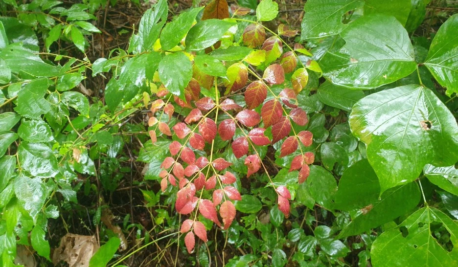 SE-6f2e8b0b-c5e8-477f-93ce-4b65686f78ed.jpg?type=w1