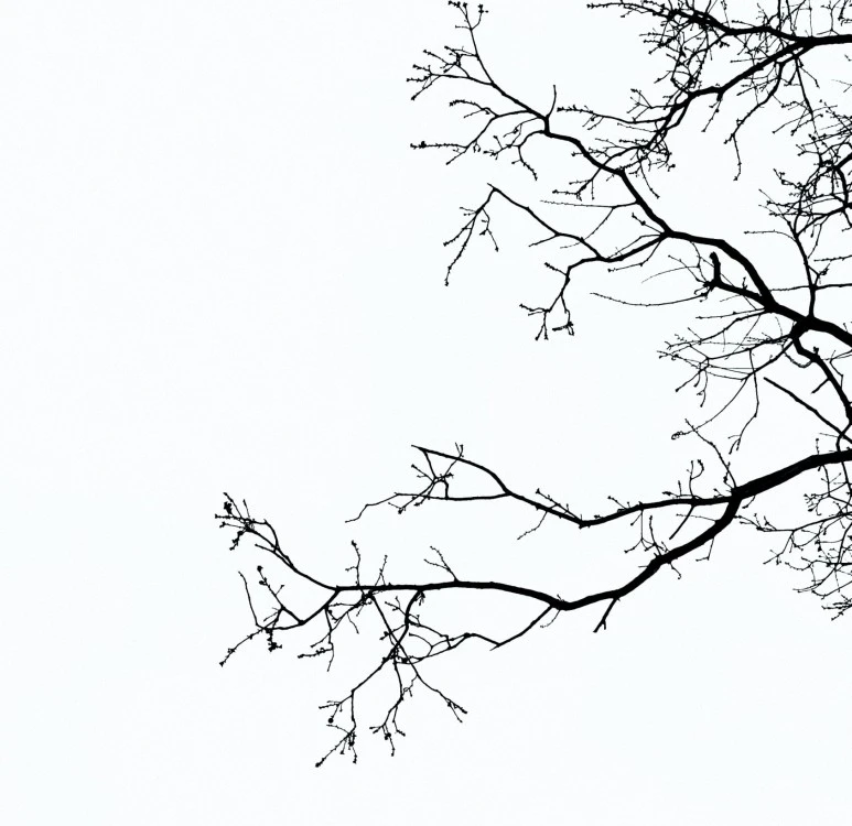 SE-fab08fdf-f462-49fd-a7f2-6c38d92f30be.jpg?type=w773