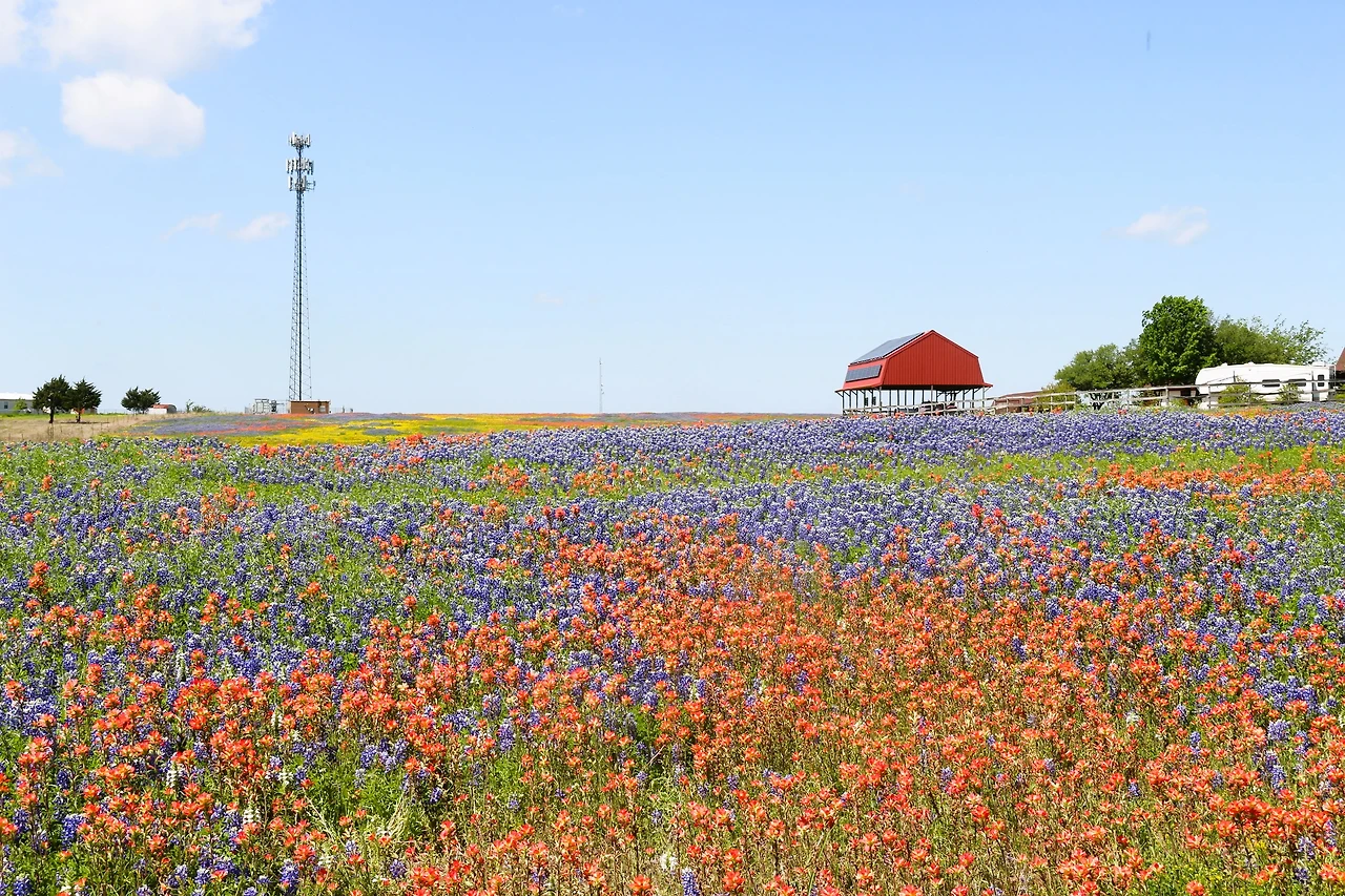 Bluebonnet Festival (308).JPG