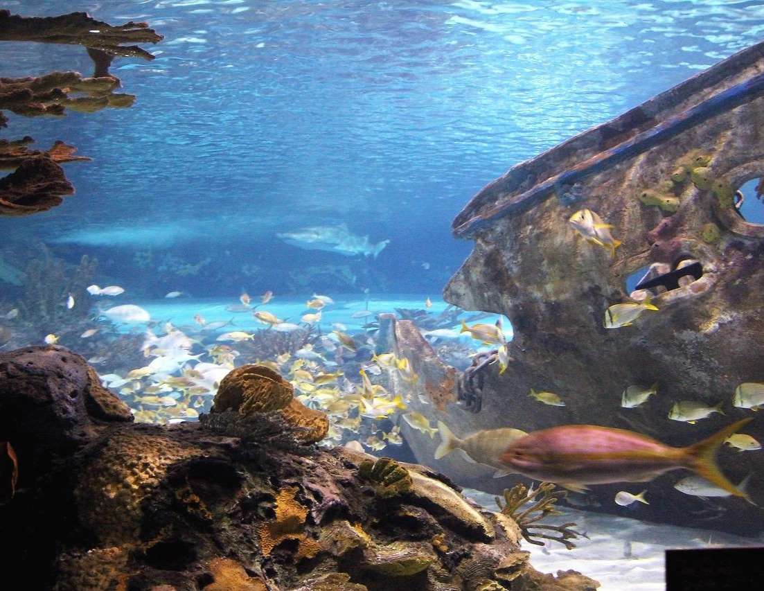 Smoky Mountains을 향해 (448).JPG