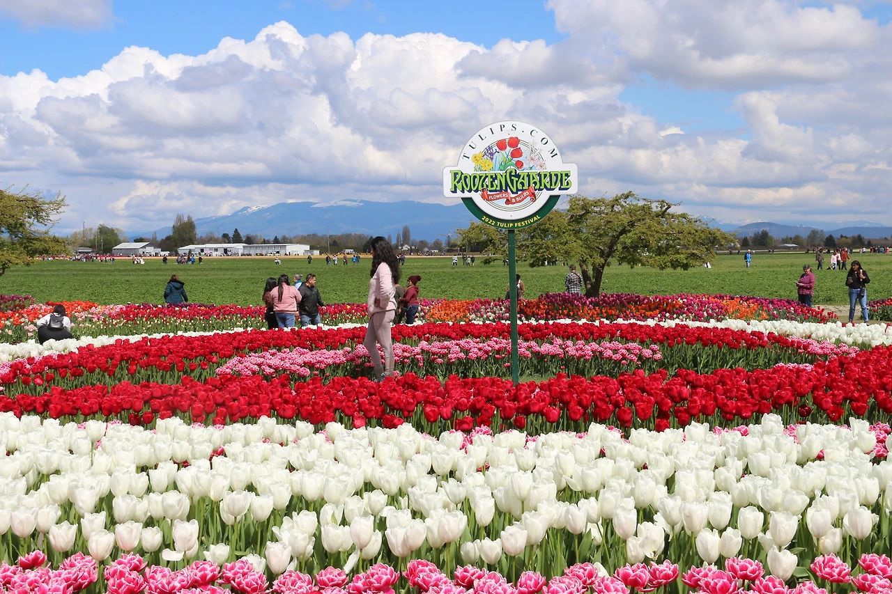 Skagit Valley Tulip Festival (542).JPG