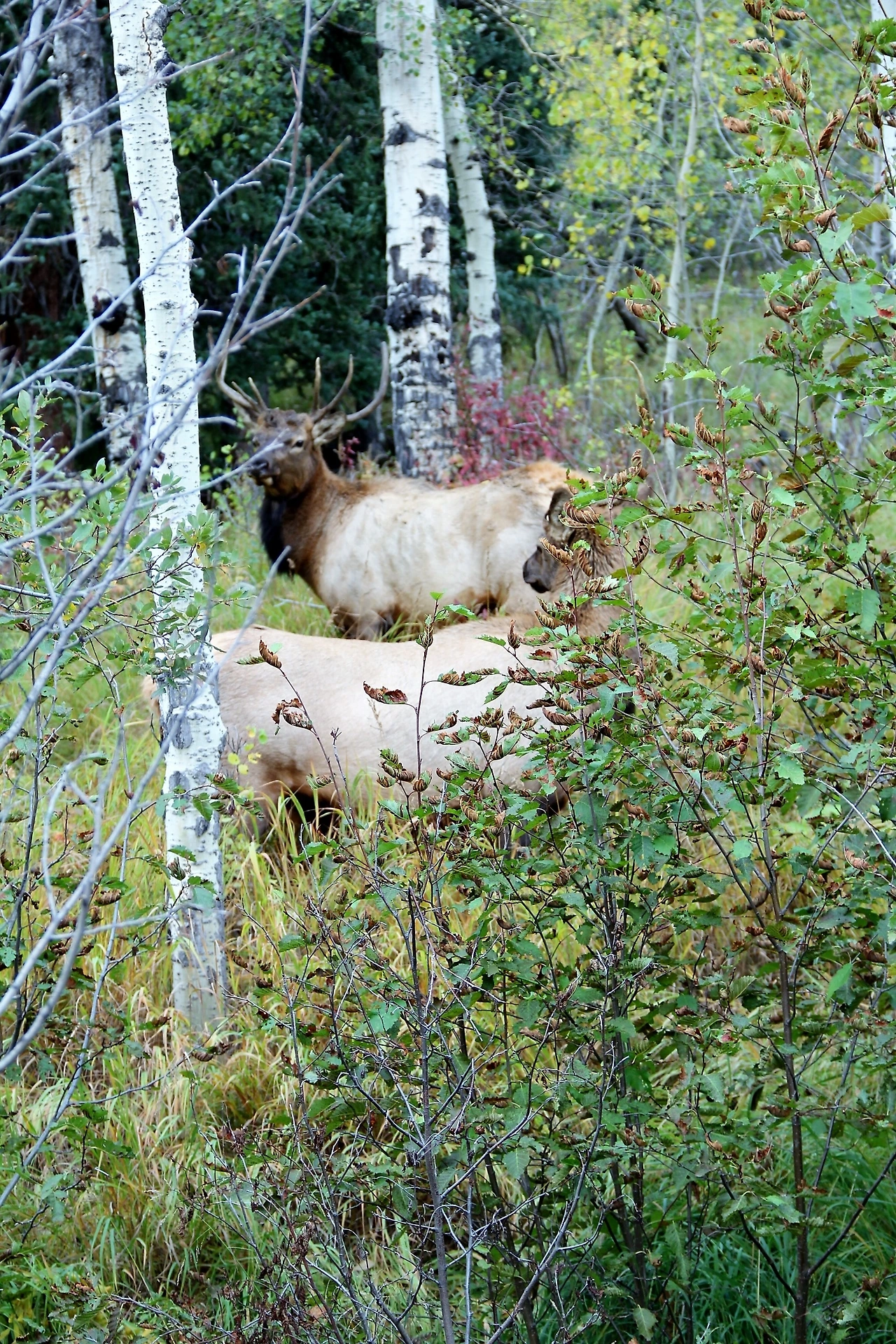 Aspen Foliage (406).JPG
