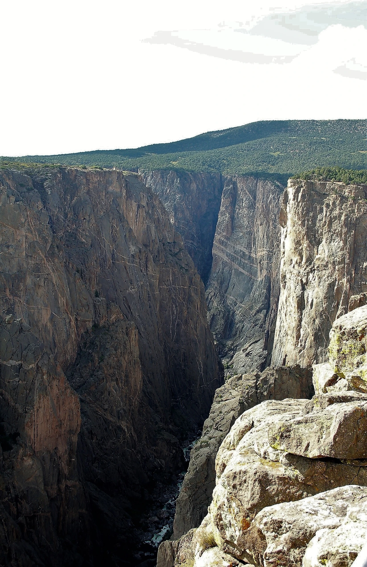 Aspen Foliage (800).JPG