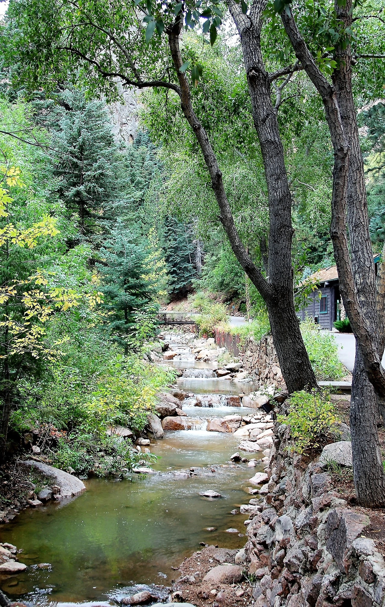 Aspen Foliage (28).JPG