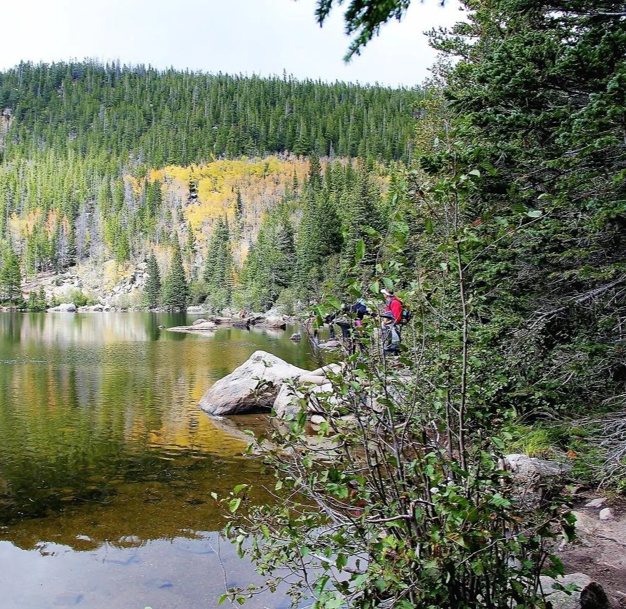 Aspen Foliage (380).JPG