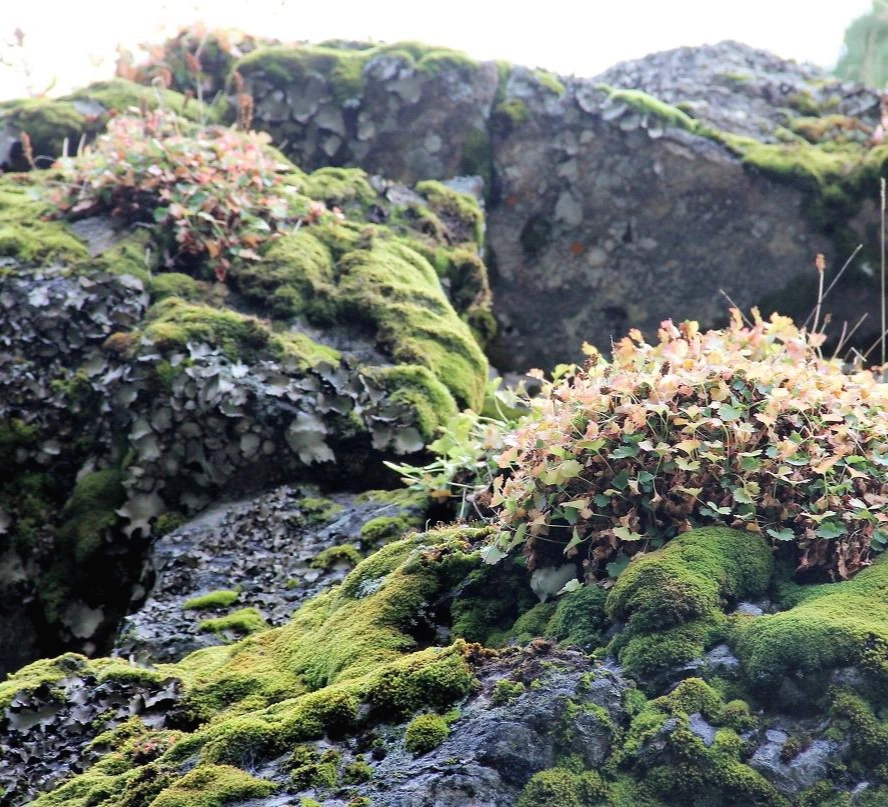 Aspen Foliage (398).JPG