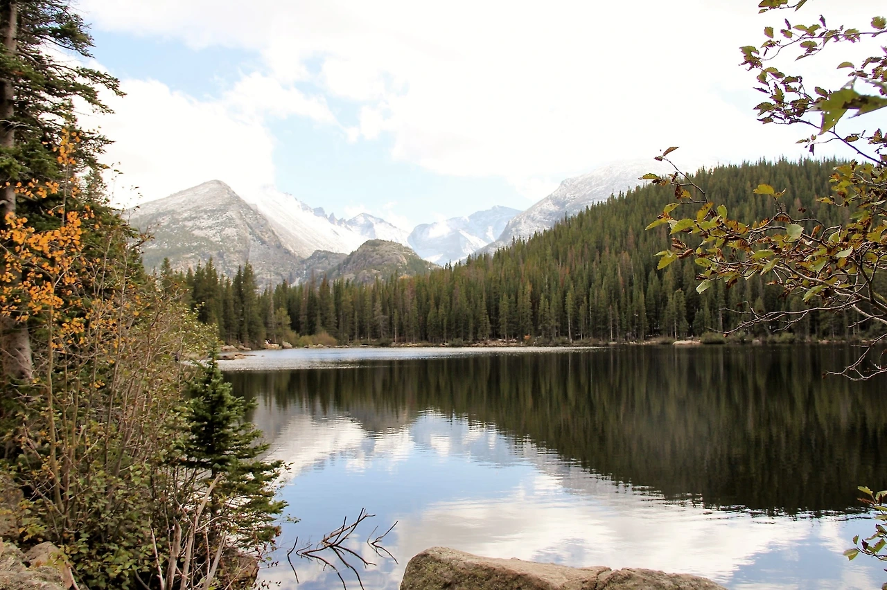 Aspen Foliage (382).JPG