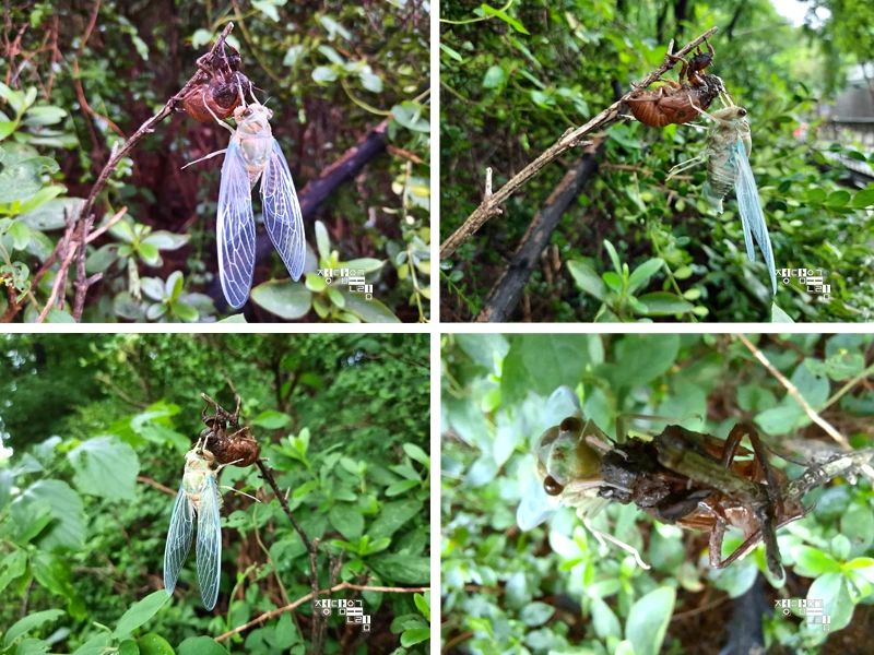 %EB%A7%A4%EB%AF%B81.jpg?type=w1