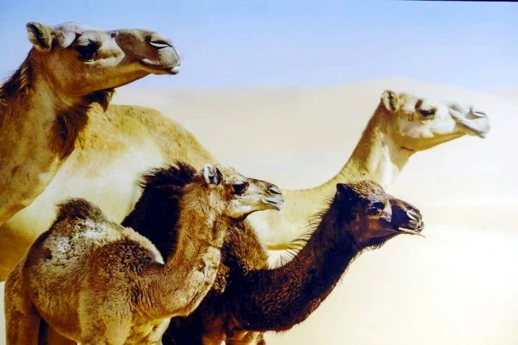 1751517646179.jpg?type=w773