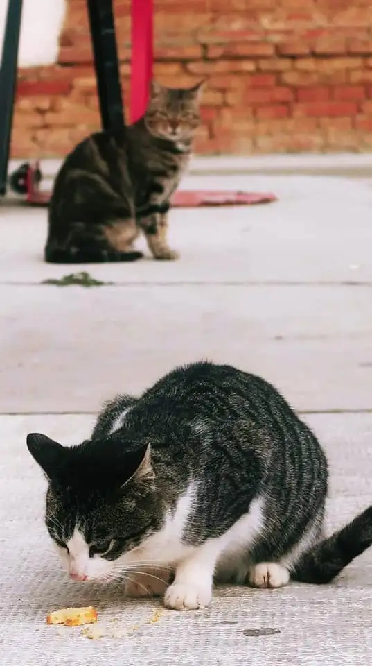 148526314_3779164812164809_3245776018528639036_n.jpg?type=w1