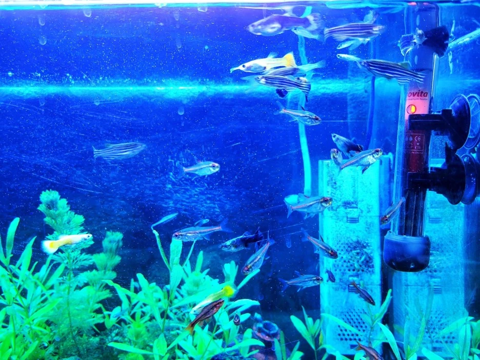 274101175_4929819413766004_5271302883019026845_n.jpg?type=w1