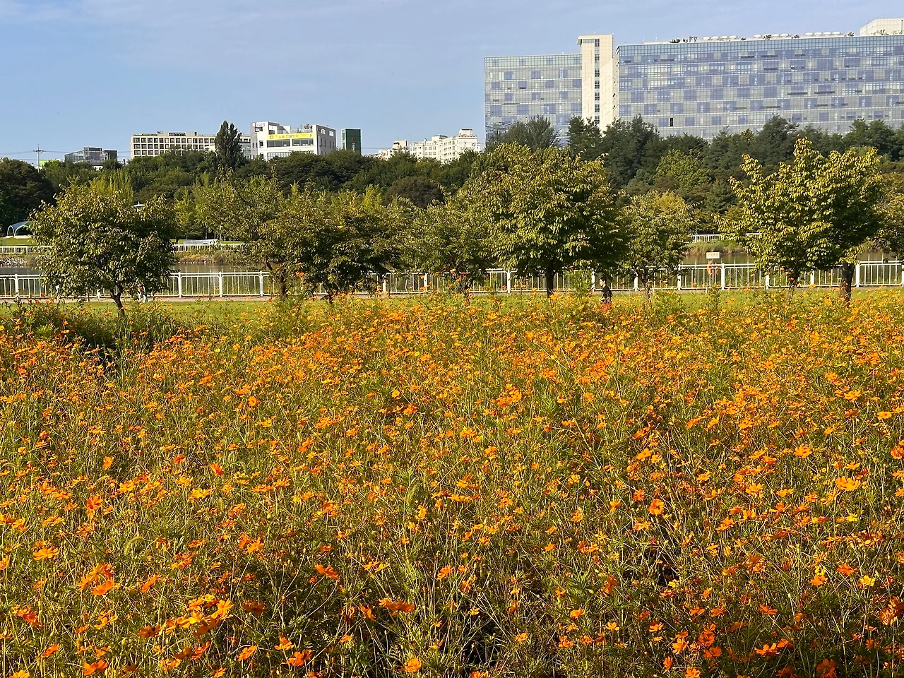 코스모스 (3).JPG