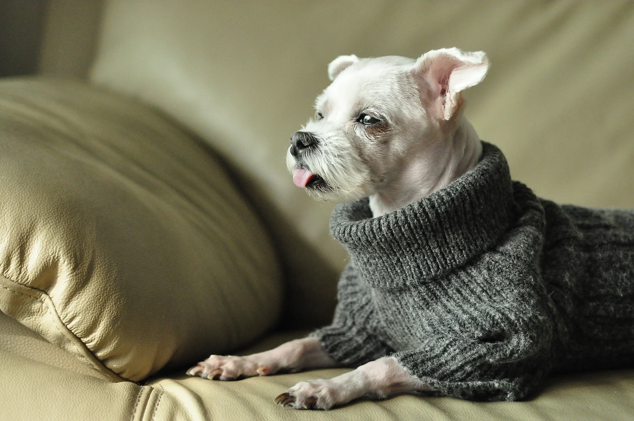 2. 미용 후 지친 짜르.JPG