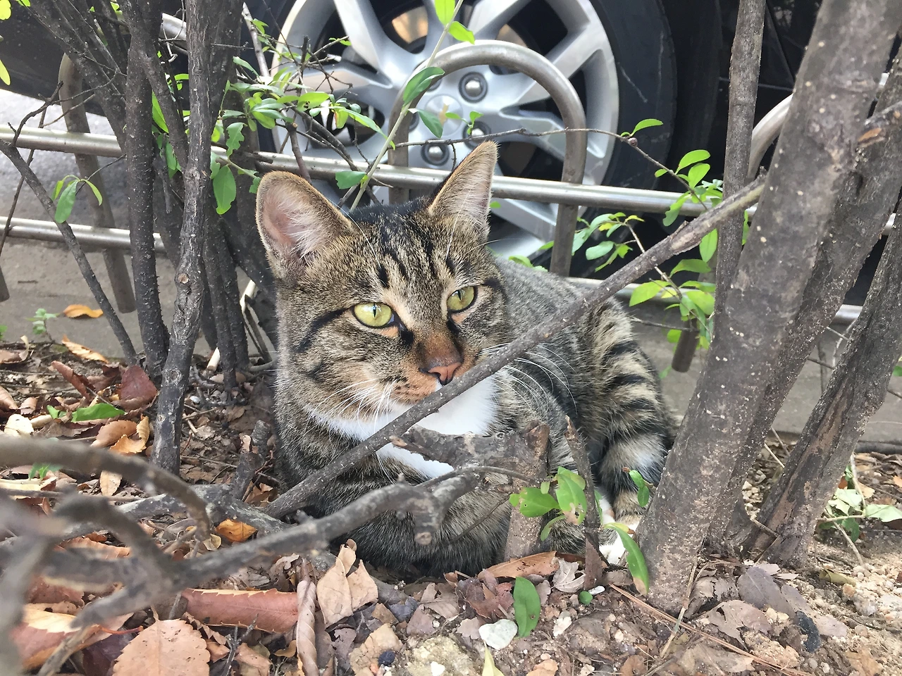 8. 밥 먹으러 오는 동네 고양이.JPG