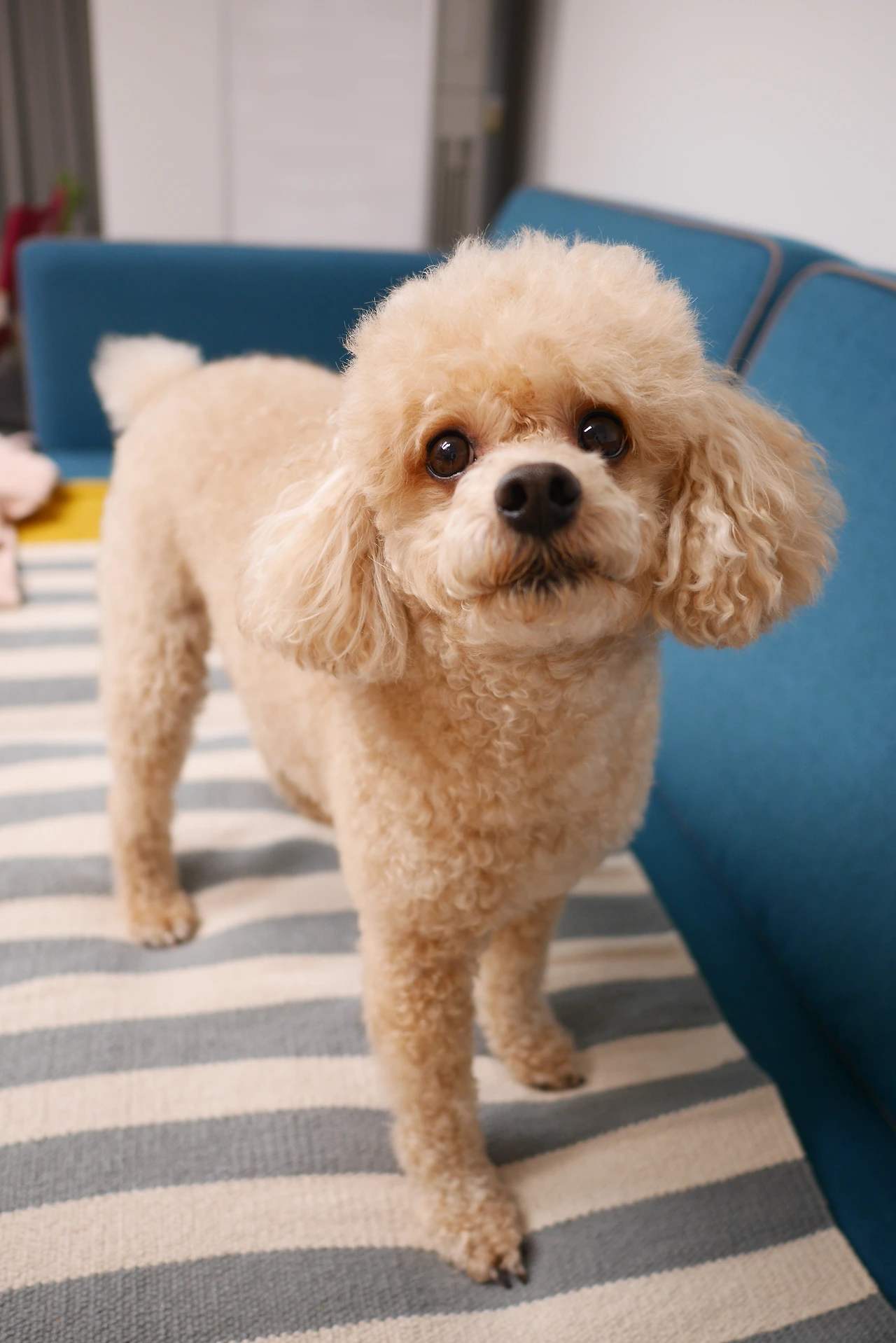 5. 목욕하고 뽀송뽀송 복사본.JPG