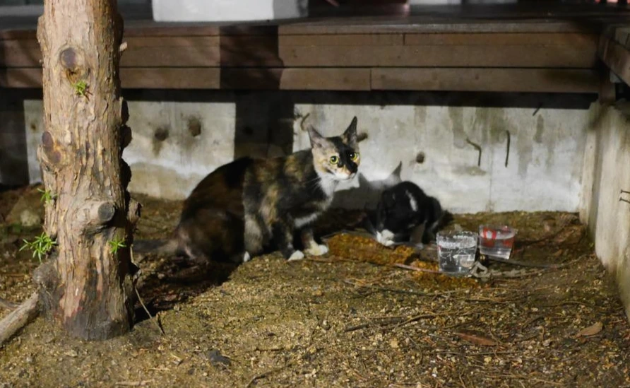 1. 나의 첫 고양이 친구 반반이와 아기들.JPG