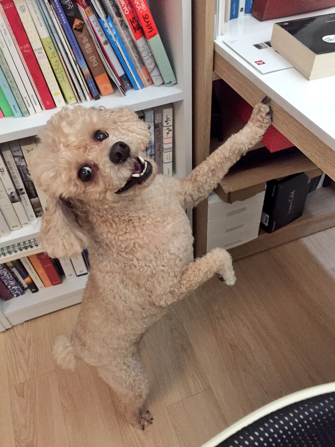 물어 뜯을 것을 탐색하는 일일이.JPG