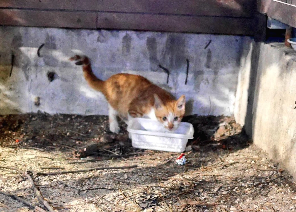 11. 밥 먹으러 오는 동네 고양이.JPG