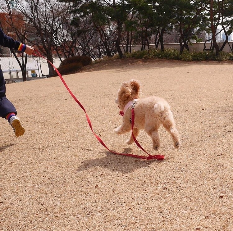 스트레스가 한방에 날아가는 신나는 산책.JPG