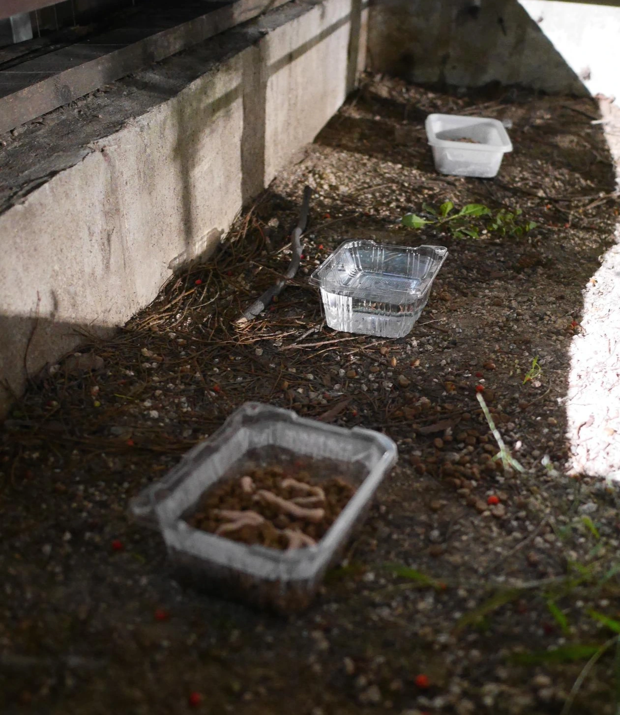6. 동네 고양이들을 위한 물과 사료.JPG