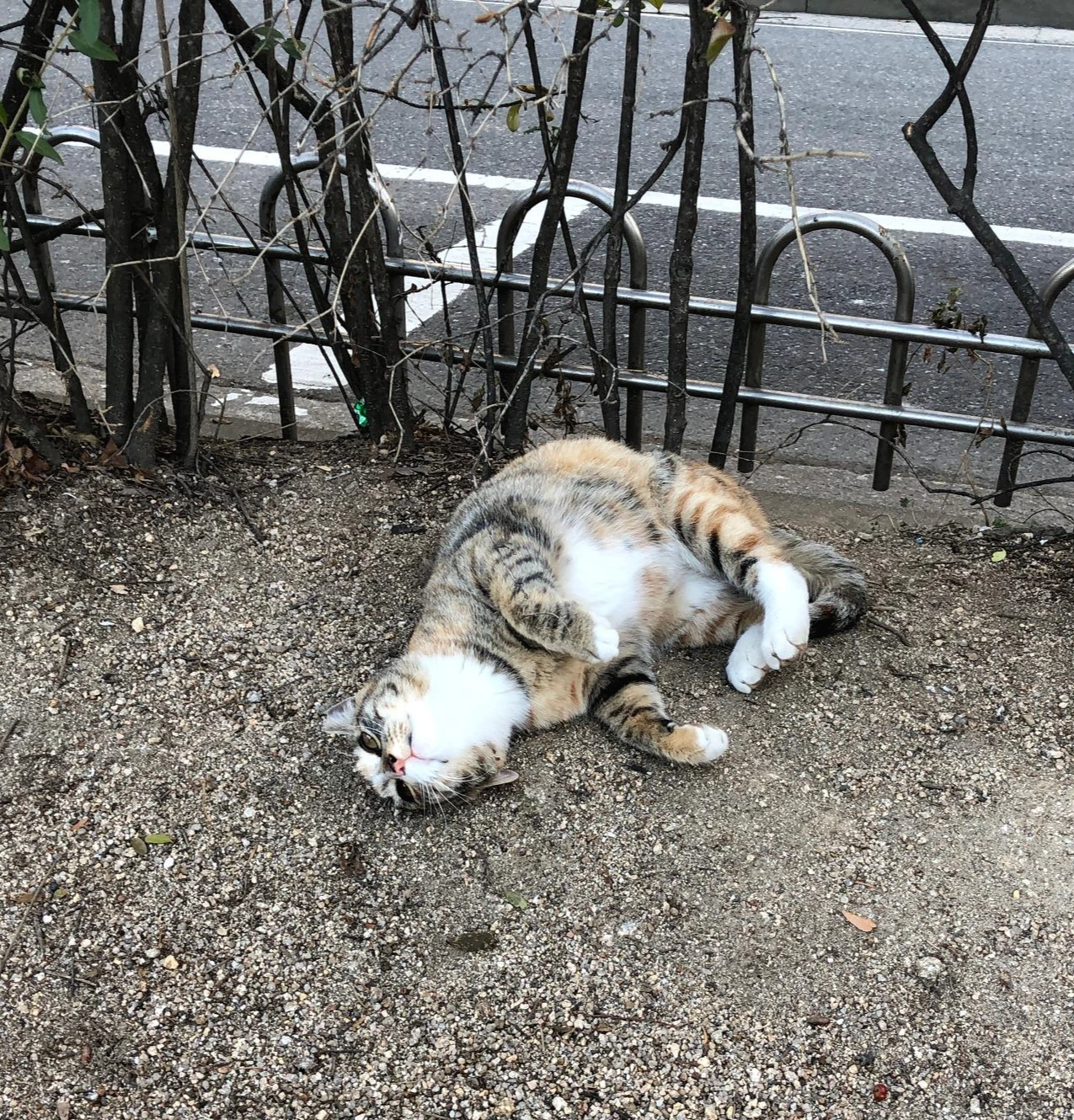 내가 배를 내보이는 건 너를 믿는다는 뜻이야.JPG