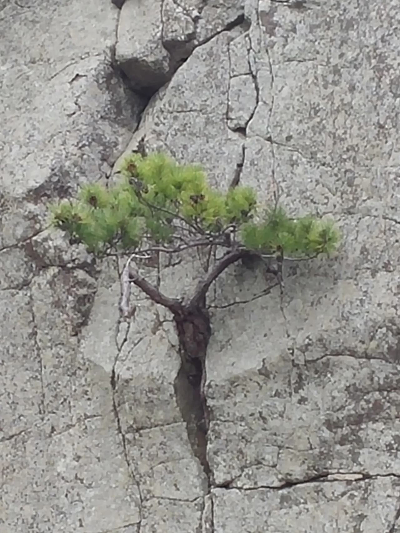 461c5545a72bfa4ca91264302d75130a1cace82a-강자 -.jfif