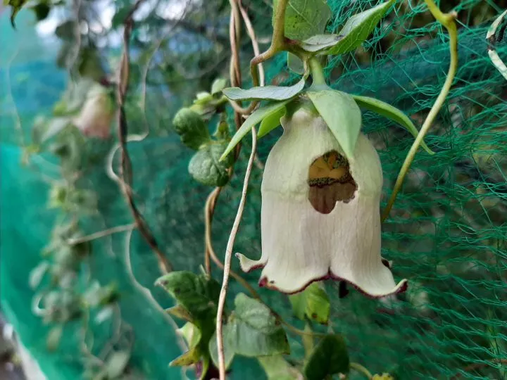 c2ef2e988542d466329ccbfba6eda000524cc1f2