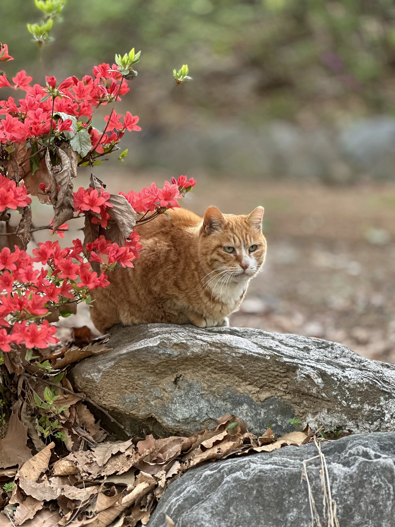 버캣리스트 8화 먼로.heic