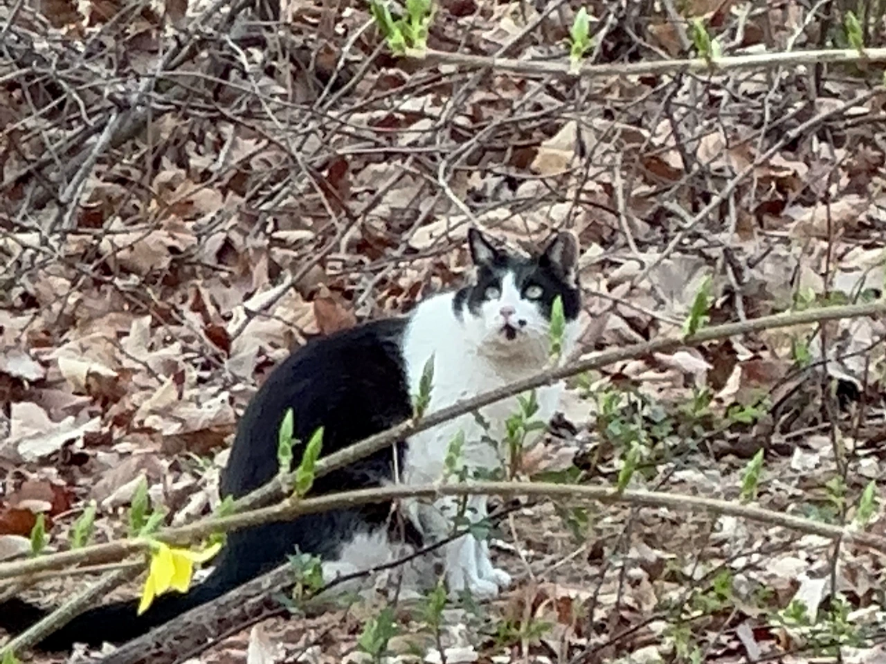 버캣리스트 4화 2.JPG