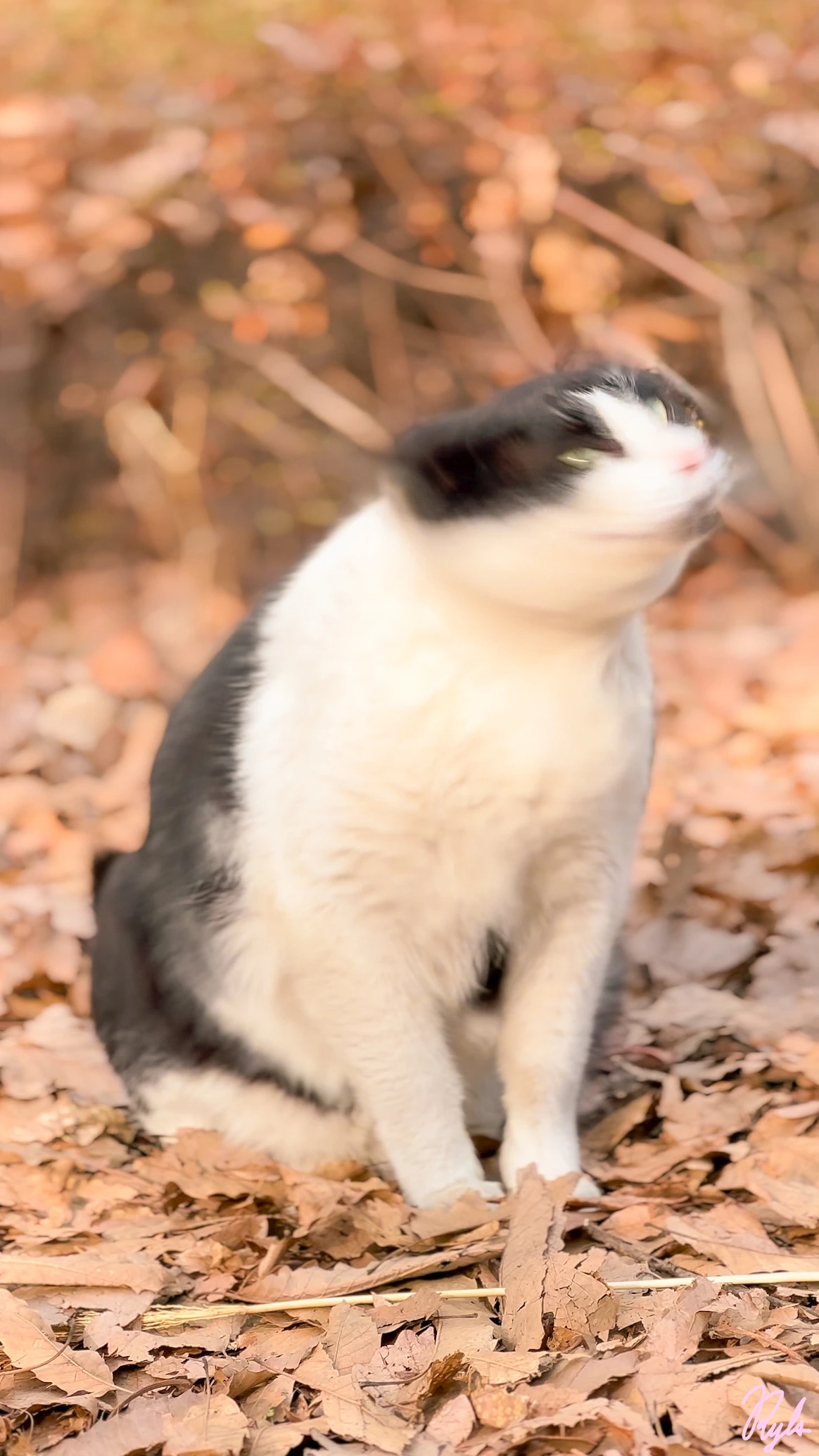 버캣리스트 표지2.JPG