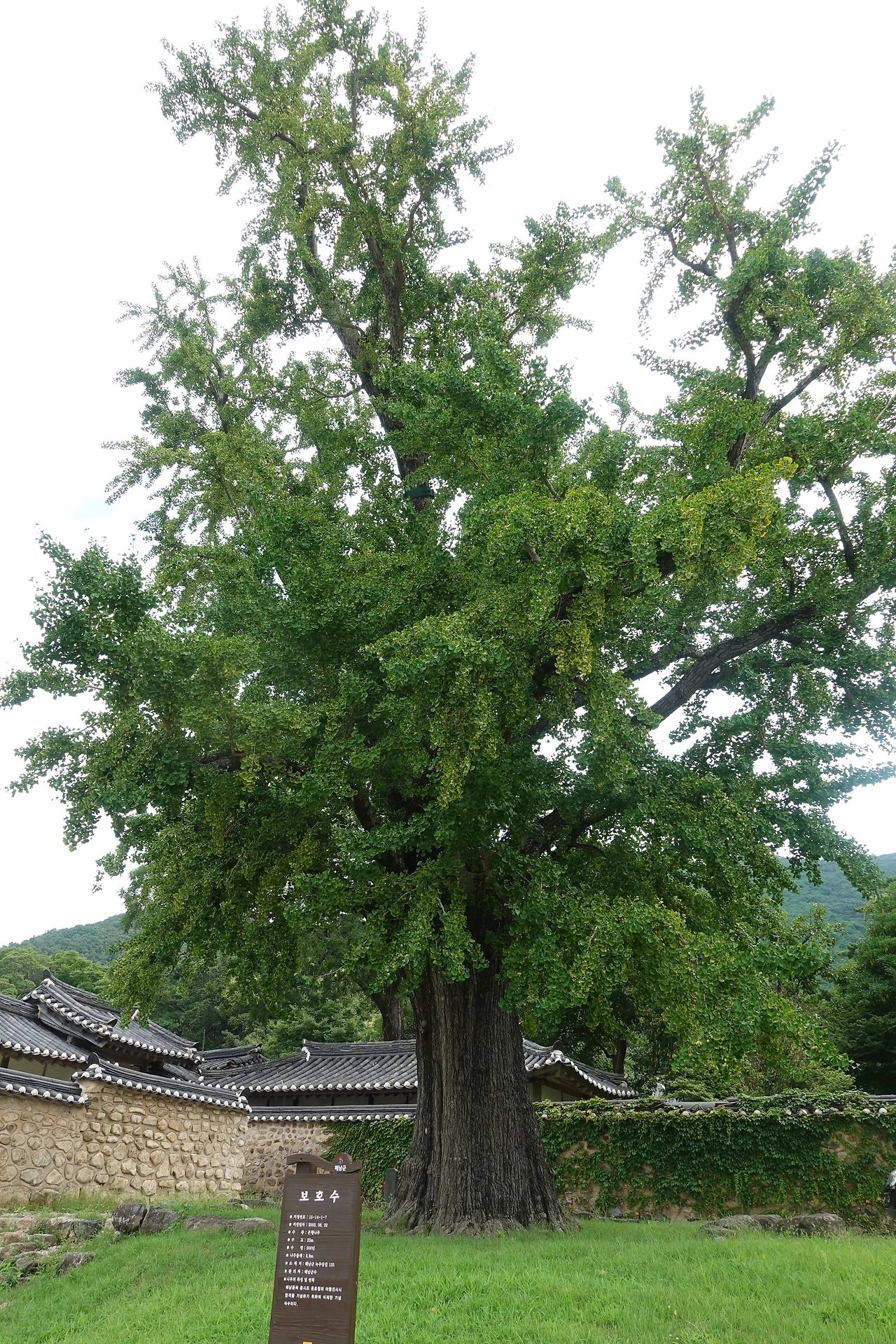 DSC05970녹우당 은행나무 8월 오전 11시대-첫 컷.JPG