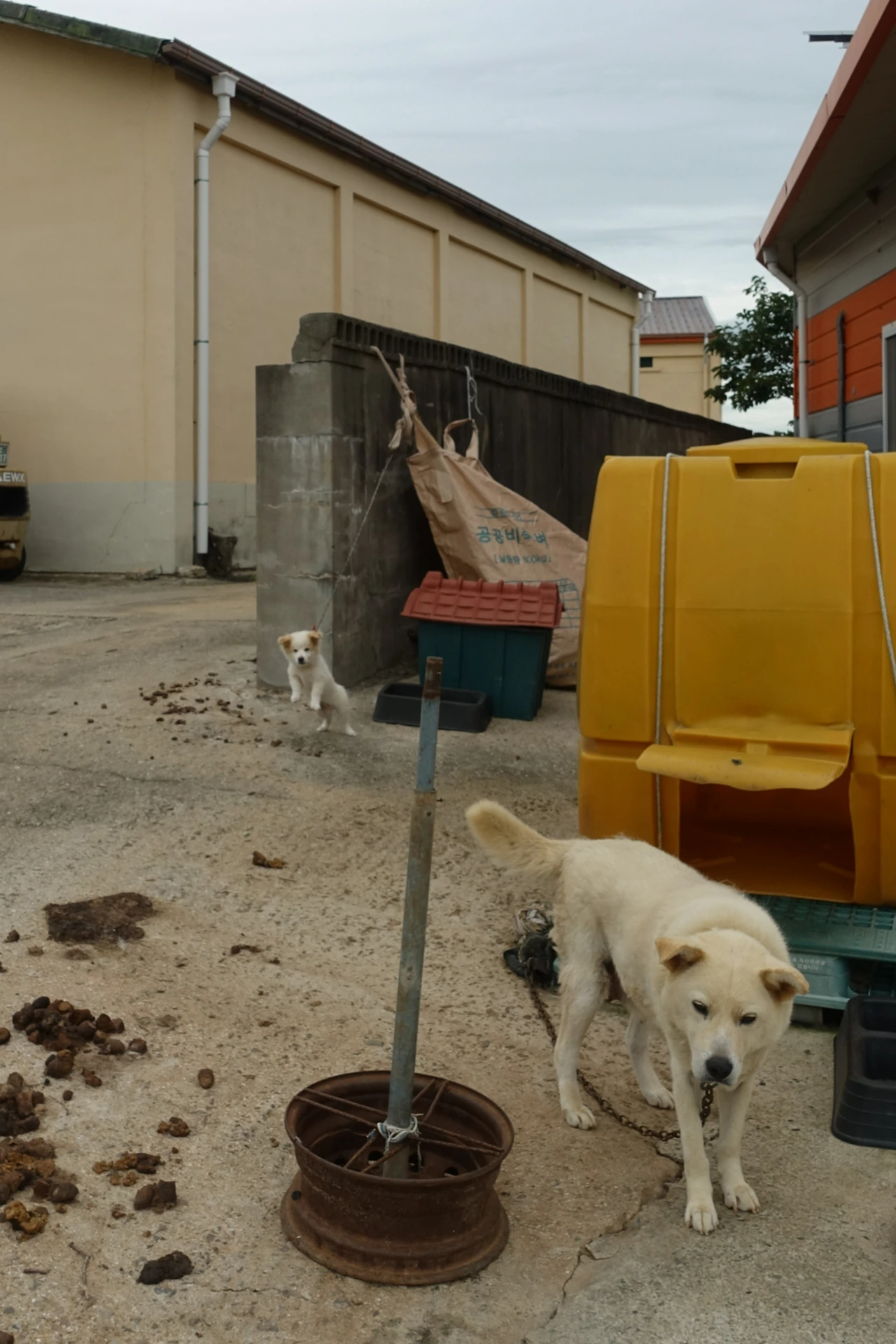 DSC06338 묶인 개들의 비애.JPG