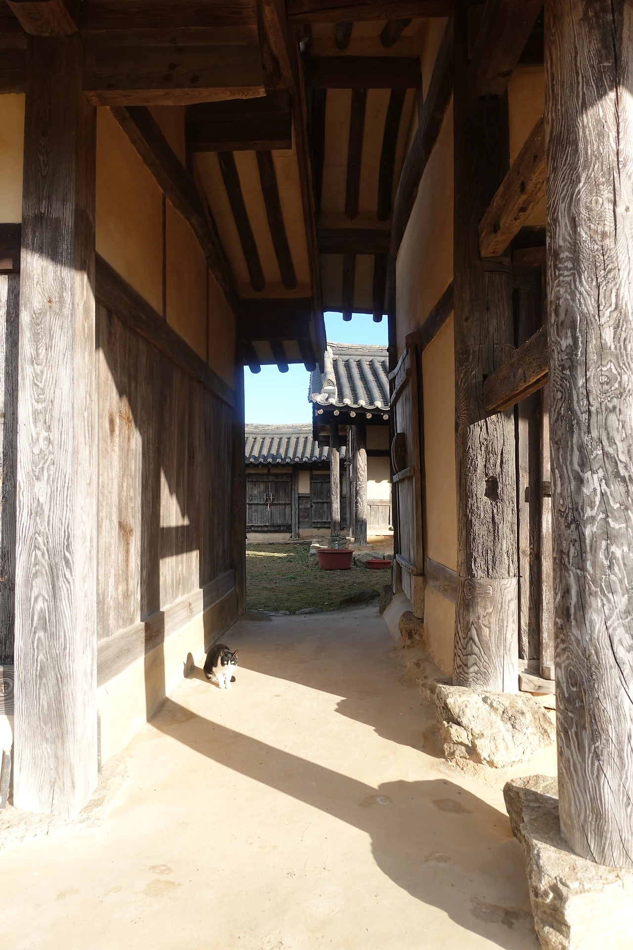 DSC08714공재 고택의 검은 고양이.JPG