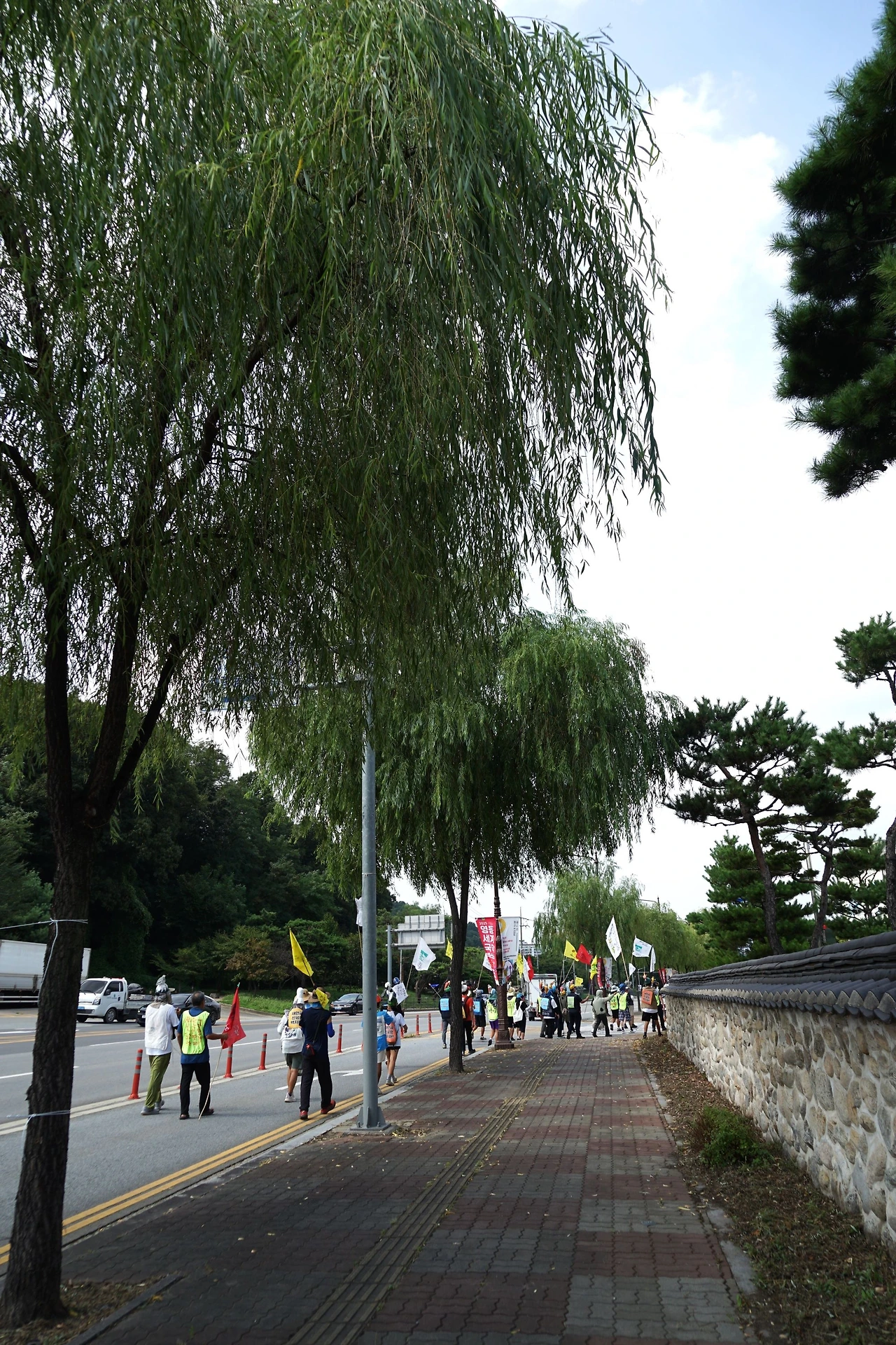 CKC06258'' 천안 능수버들.JPG